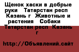 Щенок хаски в добрые руки - Татарстан респ., Казань г. Животные и растения » Собаки   . Татарстан респ.,Казань г.